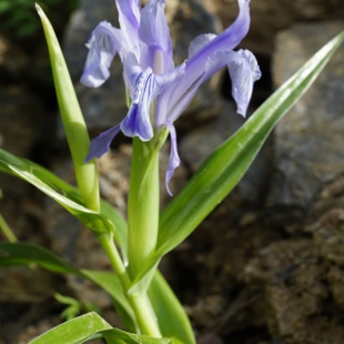 Iris zenadiae